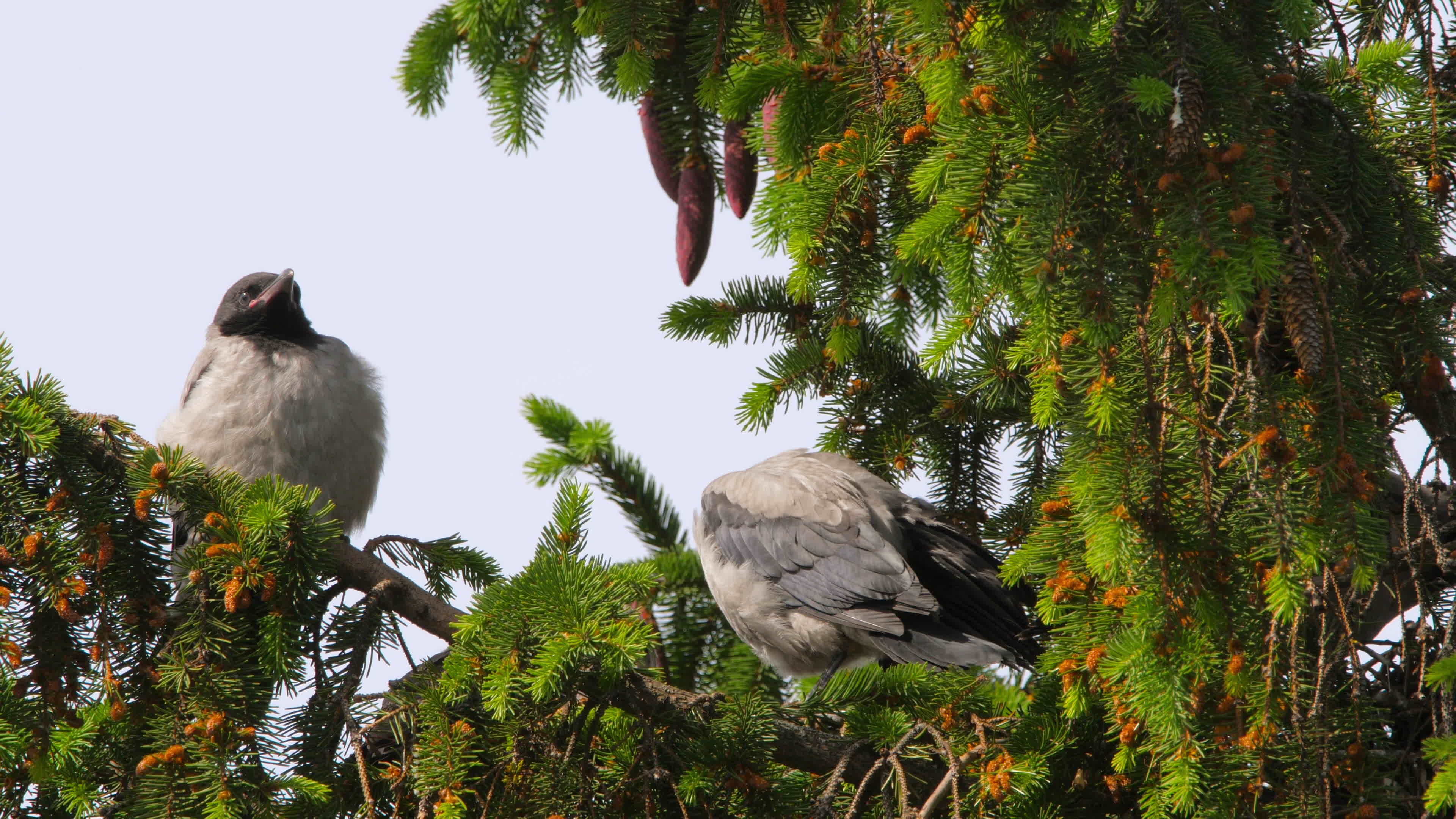 Mother crow and her children. Crow bird feeding baby in the nest. Funny crow family adult