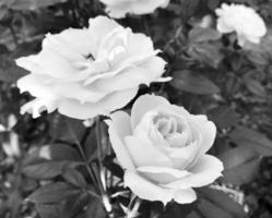 Bouquet wildflowers prickly rose blooming in garden photo