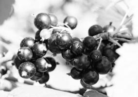 fotografía sobre el tema hermoso arbusto baya grosella negra foto