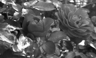 Bouquet wildflowers prickly rose blooming in garden photo