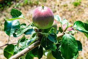 Photography on theme beautiful fruit branch apple tree photo