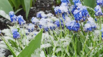 Snow is falling on green grass and flowers. Spring snowy weather. Muscari or mouse hyacinth in spring video
