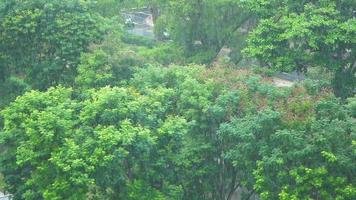 pioggia cascate su massa di alberi con strada visibile attraverso rami video