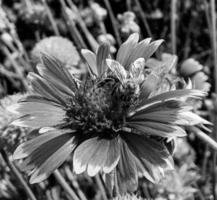 abeja alada vuela lentamente a la planta, recolecta néctar para miel foto