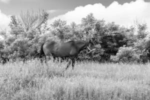 Beautiful wild horse stallion on summer flower meadow photo