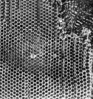 Drop of bee honey drip from hexagonal honeycombs photo