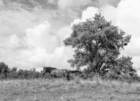 Beautiful wild horse stallion on summer flower meadow photo