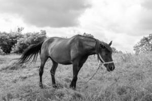 hermoso semental de caballo salvaje en el prado de flores de verano foto