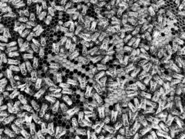 Abstract hexagon structure is honeycomb from bee hive photo
