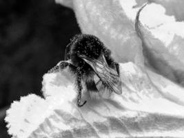 Winged bee slowly flies to the plant, collect nectar for honey photo