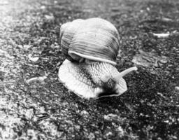 Big garden snail in shell crawling on wet road hurry home photo