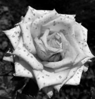 Bouquet wildflowers prickly rose blooming in garden photo