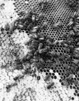 La estructura hexagonal abstracta es un panal de abejas de la colmena. foto