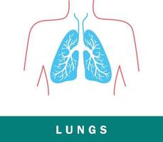 lungs icon vector illustration for designer.