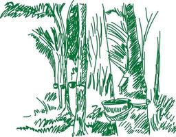 rubber trees line drawing vector illustration.