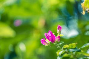 Gently pink flowers of bougainvillea outdoors in summer spring close-up on green serene lush foliage background with blurred garden details. Delicate abstract dreamy image as beauty of nature. photo