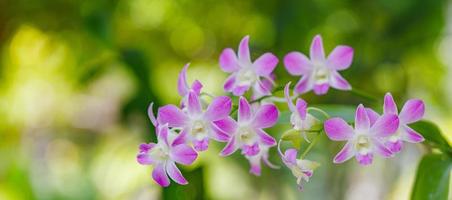 las flores de orquídea rosa púrpura florecen en la hoja azul, fondo natural, forma de flores, proceso tonificado. romance floral de ensueño, jardín de verano al aire libre, bosque tropical y flores. primer plano pétalos florecientes foto