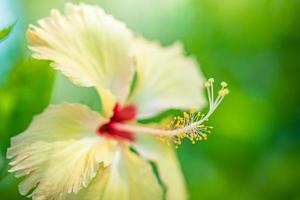 Pink hibiscus flower blooming on green nature background. Tropical lush foliage, sunny exotic blooming floral nature. Bokeh blur natural garden, closeup flora in summer garden photo