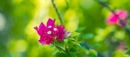Gently pink flowers of bougainvillea outdoors in summer spring close-up on green serene lush foliage background with blurred garden details. Delicate abstract dreamy image as beauty of nature. photo