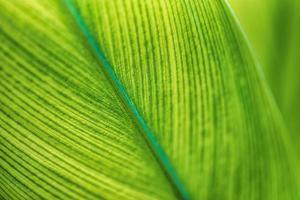 Green leaves background with copy space, close up texture of palm leaf. Sunny tropical garden plant, forest environment, summer growth, freshness, leaf macro. Artistic nature closeup, relaxing natural photo