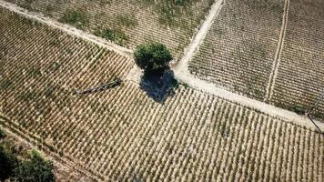 Aerial view, agricultural plot, drought conditions after harvesting season, Drone photography. photo