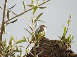 The black redstart Phoenicurus ochruros photo