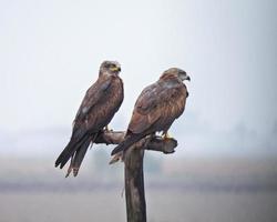 The black kite Milvus migrans photo