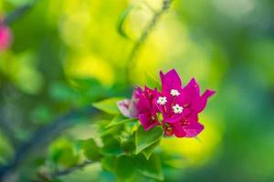 Pink bougainvillea blooming in exotic tropical garden for floral background. Natural sunlight with blurred bokeh foliage, tropical nature forest flowers. Summer blossoms, beauty in nature template