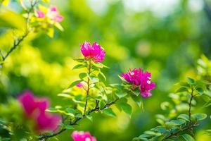 Pink bougainvillea blooming in exotic tropical garden for floral background. Natural sunlight with blurred bokeh foliage, tropical nature forest flowers. Summer blossoms, beauty in nature template