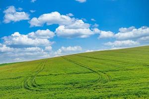 Green field and blue sky field landscape of green fresh wheat grass meadow warm sunny idyllic countryside. Tranquil spring summer nature beautiful landscape background. Idyllic nature organic farming photo