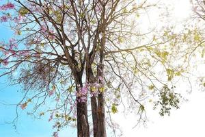 Low angle view, Purple flower tree on bright blue sky. photo