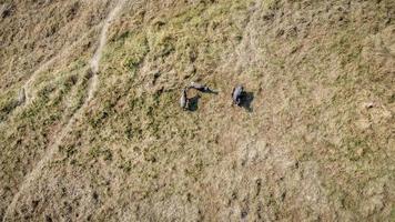 Aerial view of a group of buffalo in a hot and dry meadow photo