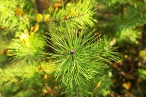 Pine twig with needles close-up. Natural green plant background with copy space photo