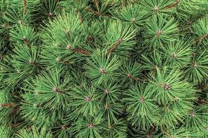 Green branches of pine or spruce close-up, top view. Natural background with copy space photo
