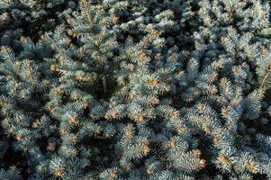 Background from twigs of blue spruce or pine with small cones. Copy space photo