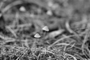 A group of filigree small mushrooms, taken in black and white, on the forest floor photo