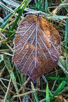 cristales de hielo en hojas tiradas en el suelo. primer plano de agua congelada. tiro macro