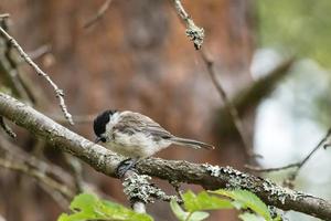 carbonero sentado en un árbol en una rama. animales salvajes buscando alimento. tiro de animal foto