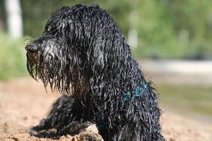 Portrait of a Goldendoodle dog. The dog is lying on the beach with wet curly photo