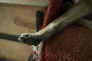 Dog's Paw, Pet's Foot. Animal Details. photo