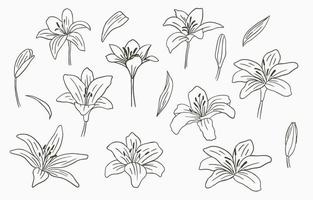 Black line flower collection with lily on white background vector