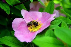 A bee collecting nectar from a wild rose flower photo