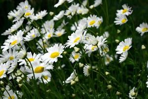White daisies in a field in the wind photo