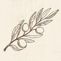 Olive branch. Hand drawn vector scetch. Food illustration