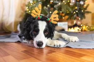 Funny cute puppy dog border collie wearing Christmas costume deer horns hat lying down near christmas tree at home indoors background. Preparation for holiday. Happy Merry Christmas concept. photo