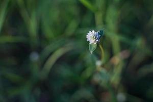 hermosas flores silvestres blancas que florecen en la mañana. foto