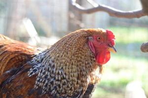 cerca de un gallo brahma foto