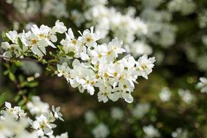 Branches of blossoming cherry blossom macro with soft focus on gentle sky photo