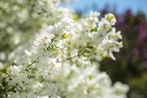 Branches of blossoming cherry blossom macro with soft focus on gentle sky photo