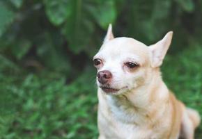 triste perro chihuahua sentado en la hierba verde en el jardín, llorando con lágrimas en los ojos. foto